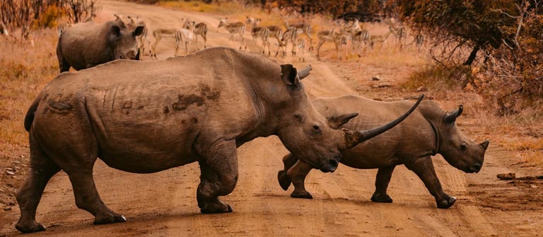 Diamond Travel – Your MICE DMC for Southern Africa