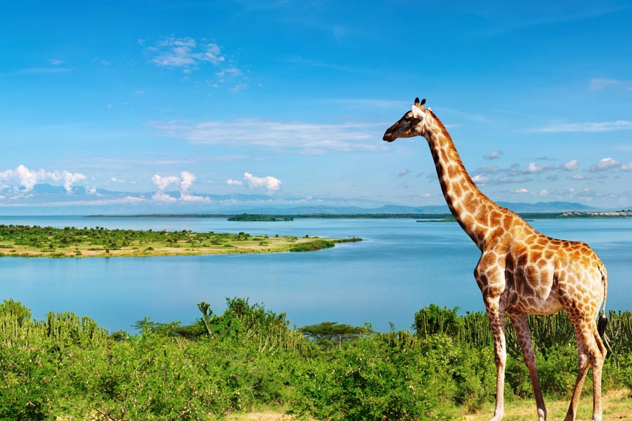 Girafes