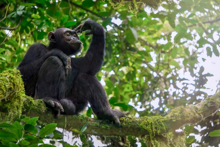 Uganda