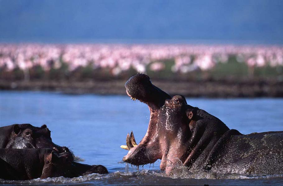 Green inspirations tanzania slide 1 lake manyara