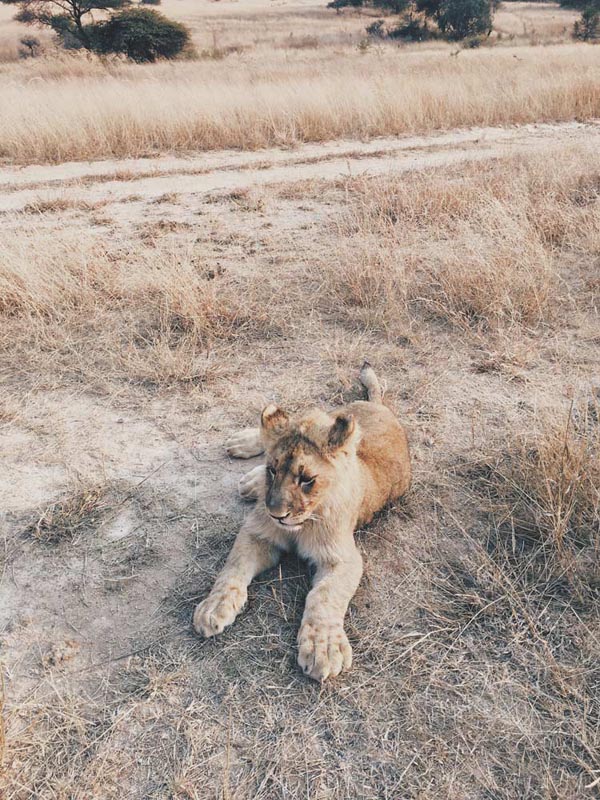 Lion cub near the road Gweru Zimbabwe