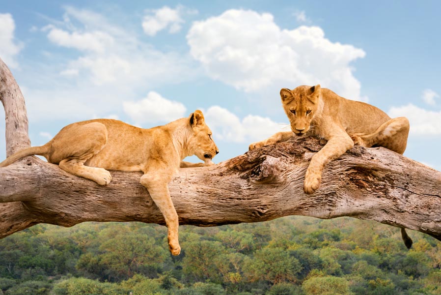 Lions